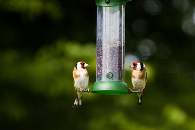 hummingbirds on a feeder
